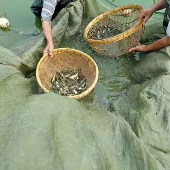 方式河南草鱼苗黄河鲤鱼苗福瑞鲤鱼苗黑鱼苗鲶鱼苗泥鳅苗69郑州市惠